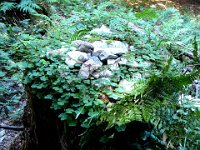 ... et cette touffe d'oxalis « petite oseille » (Oxalis Acetosella) , encore surnommée alleluia (pour sa floraison à Pâques),  surelle, pain d'oiseau. Comestible, avec modération.