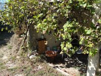 C'est l'automne, pour une fois la vigne près du bassin  a été productive ...