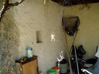 ... offrant d'ailleurs un bon emplacement pour une magnifique araignée.