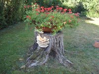 Une nouveauté : un beau polypore a poussé sur la souche du vieux cerisier abattu.