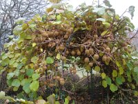 01 Après la récolte des kiwis, ...