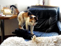 03 ... après l'euthansie de Choum, ...