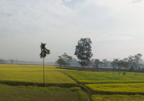 Kaziranga (retour)