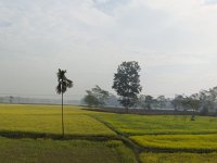 172 - 173 Champs de colza indien.