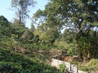 123 Mais nous nous contenterons d'aller voir les plantations de thé ...