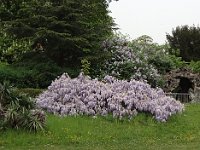 Du coup cette glycine s'est developpée à même le sol.