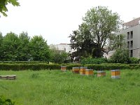 Même au pied des immeubles, ce rucher ...