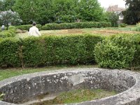 Les buis n'ont pas trop souffert de la pyrale ...