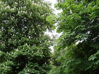 Tout ce qui reste d'un arbre vénérable ...