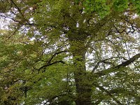 ... mais celui-là est bien vivant.