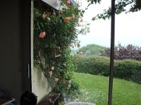 01 ... les pauvres roses pendouillent ...