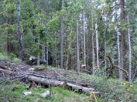 05 ... que les forestiers ont vite provisoirement déblayés.