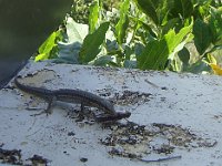 95zoom Pendant que notre lézard familier se gave d'une sauterelle ...