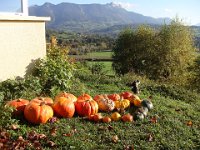 01 Belle récolte de courges avant de partir dans l'après-midi ...