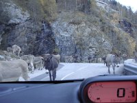 05 Vitesse : zéro. Bloqués par les ânes dans la montée vers Saint-Christophe.