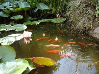 00 Les poissons ont de la mémoire. Dès qu'on approche ils attendent d'être nourris.