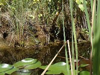 00czoom Et, au bout d'un moment, même les grenouilles finissent par se montrer.