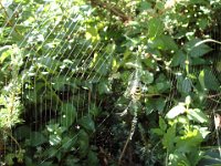 00da La belle épeire a tissé sa toile près du bassin ...