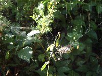 00dzoom ... mais se laisse leurrer par une brindille.