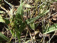 10zoom La fourmi courageuse traîne une larve de bourdon plus grosse qu'elle.