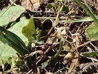 11zoom Après bien des embûches, elle arrive au nid.