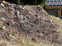 29zoom ... les colchiques ont fleuri précocement.