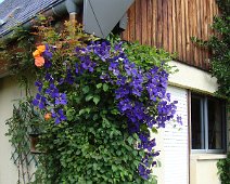 03 La clématite est en fleur.