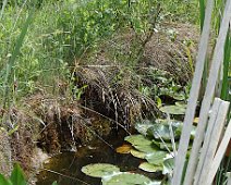 04zoom Trouvez la grenouille !