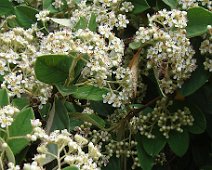06zoom Les abeilles se régalent à butiner