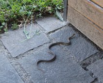 11zoom Jolie petite vipère, qui va vite se cacher.