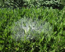 02 ... ainsi que les araignées