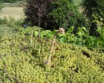 06 ... et aussi les plantes grasses et rustiques, comme cette joubarbe.