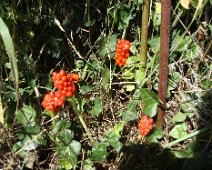 07 Le gouet (Arum maculatum, arum tacheté, poison violent) en profite bien aussi ...