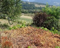 06 Pas de pluie depuis un bon moment. Les plantes souffrent.