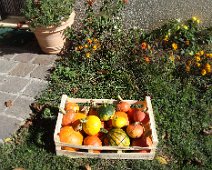 00 Cette année la récolte de potimarrons est maigrelette ...