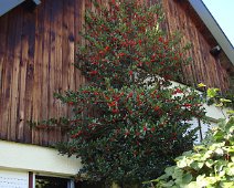 03 Par contre le houx est splendide ...