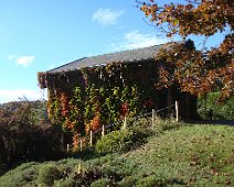 04 ... comme la vigne vierge.