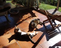 05 Une fois de plus nous abandonnons nos chats ...