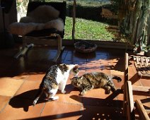 06 ... qui n'en ont pas l'air spécialement stressés.