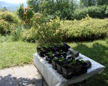 01b Les potimarrons ont bien démarré.