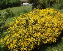 02 ... ainsi que les ajoncs ...