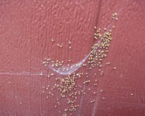 08a Même les araignées prolifèrent : éclosion sur la porte du garage ...