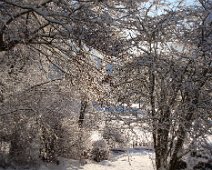 05 Au fond du jardin, dentelles de neige.