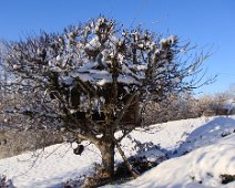 06 La cabane dans le noyer résiste bien