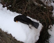 07 Ce merle s'est assommé contre une vitre. Mort gelé.