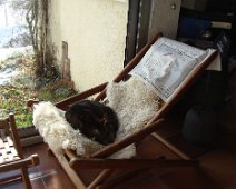 06 ... ou la peau de mouton ...