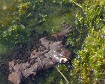 06 Plein de têtards ...