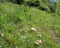 02 ... et même quelques champignons.