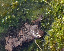 06 Plein de têtards ...