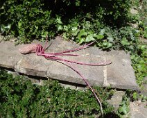 09 Bon moment pour planter cette patate oubliée ...